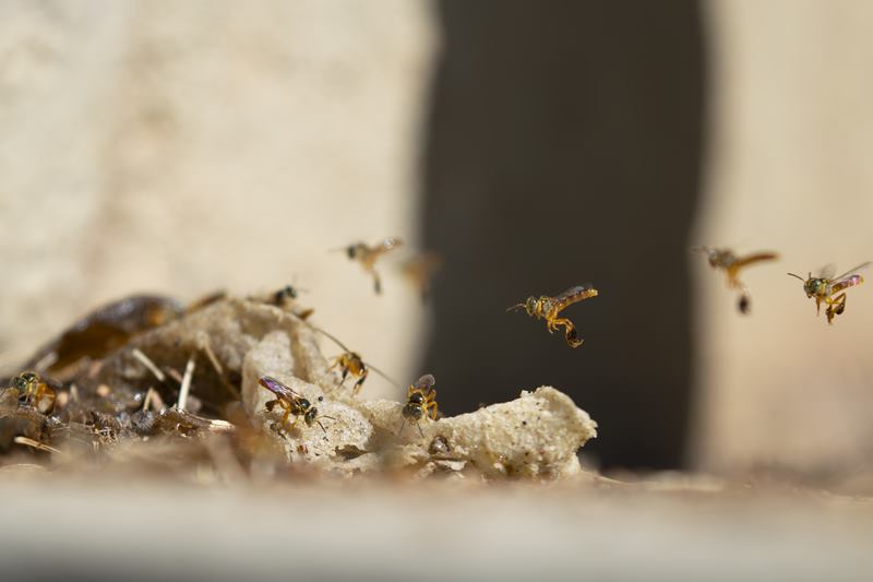 Abelhas-jataí em pleno voo sobre o ninho