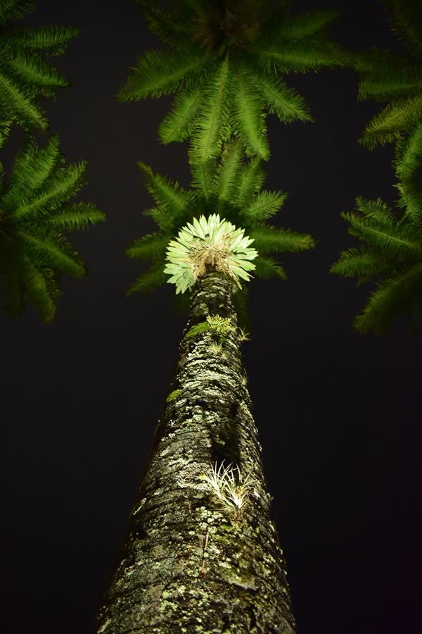 Palmeira-imperial vista de baixo, iluminada à noite, em Blumenau