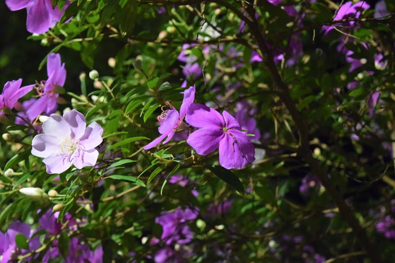 Flores roxas de quaresmeira entre folhas verdes