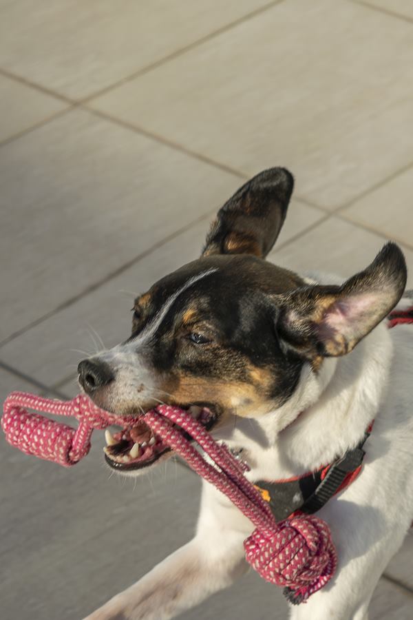 Pipoca, cachorro SRD de 6 anos, com uma corda vermelha de brinquedo na boca