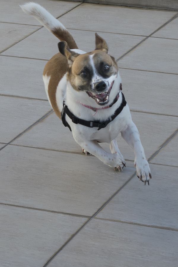 Miah, cachorro SRD de 6 anos, correndo feliz em direção à câmera
