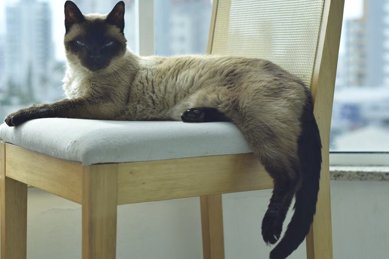 Obina, gato siamês de 18 anos, deitado numa cadeira junto à janela